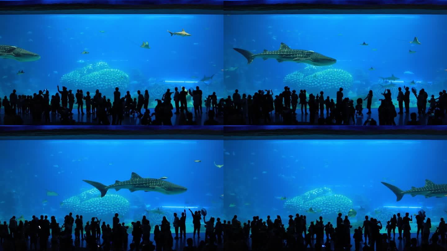 广东珠海长隆海洋王国鲸鲨馆