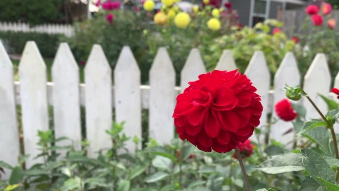 白色尖桩栅栏前盛开的红色大丽花