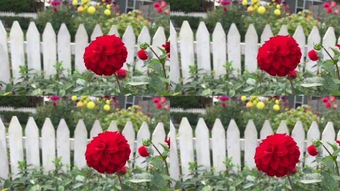 白色尖桩栅栏前盛开的红色大丽花