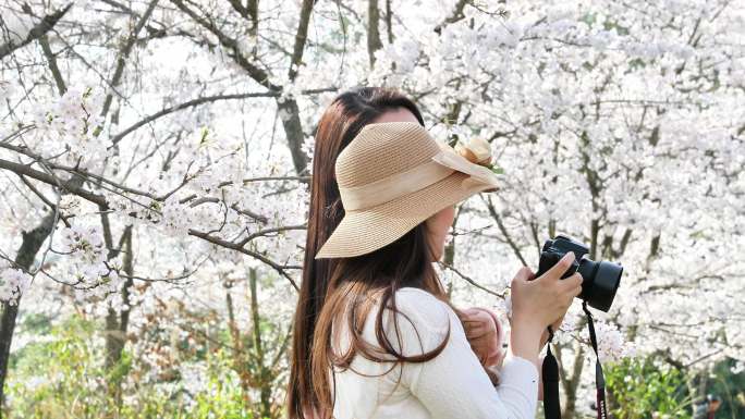 重庆南川：樱花绽放春意浓