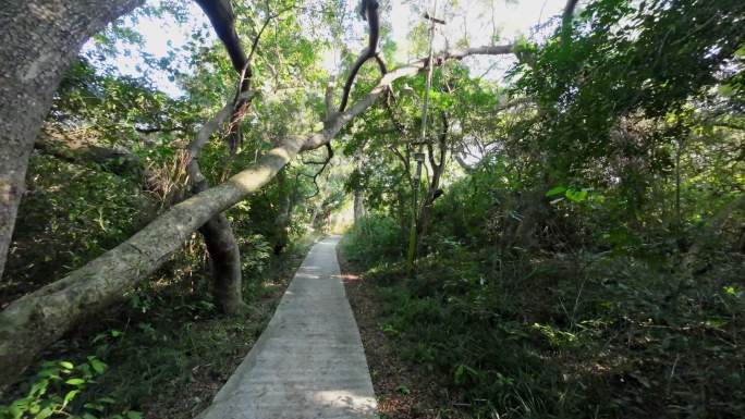 山林小路