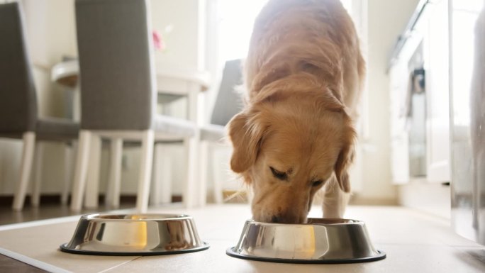 可爱的金毛猎犬在厨房里吃碗里的食物