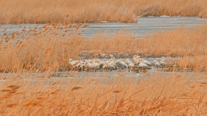 湿地野生鸟类——白琵鹭-早春