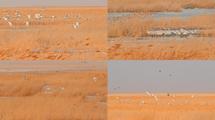 湿地野生鸟类——白琵鹭-早春