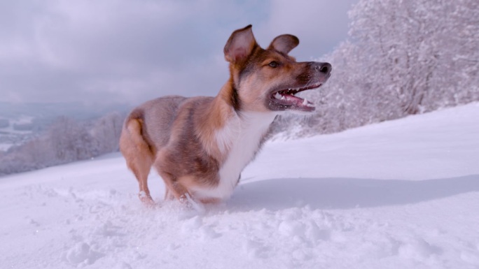 特写:白雪皑皑的乡村和顽皮的狗在厚厚的粉雪中跑来跑去