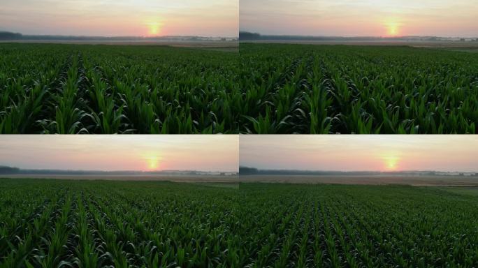 日出时玉米田的风景