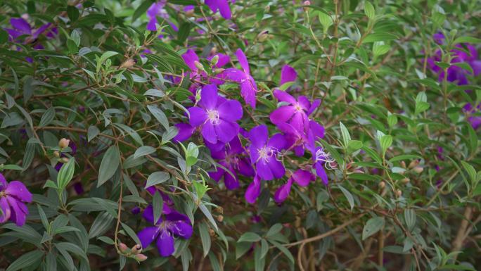 野牡丹花朵花瓣花开