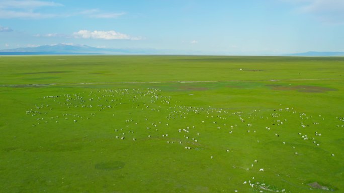 航拍新疆巴音布鲁克草原羊群4K60P