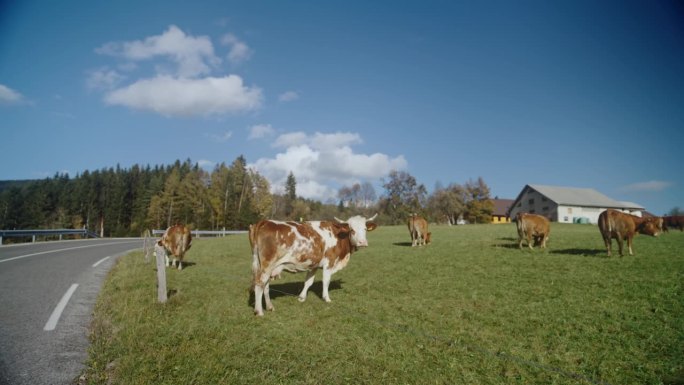 一群牛在路边的草地上吃草