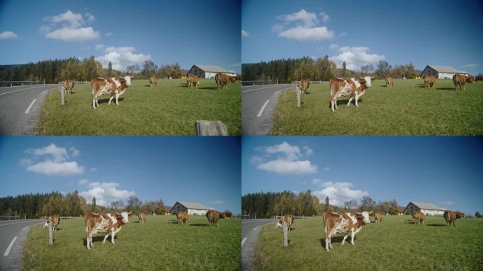 一群牛在路边的草地上吃草