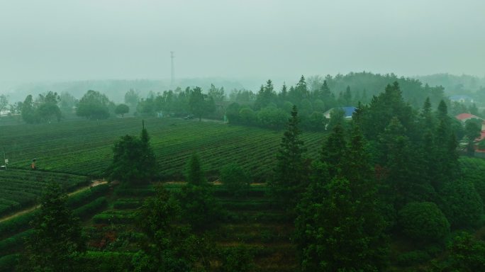 春雨中云雾缭绕的茶园