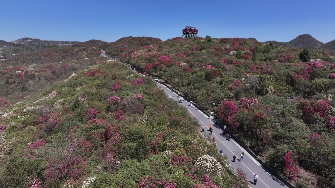 航拍贵州百里杜鹃景区花草蓝天白云