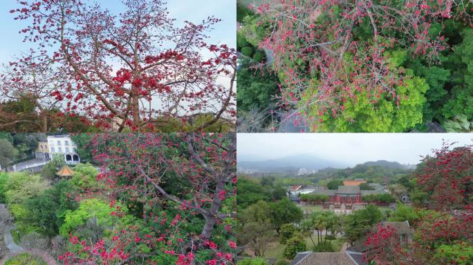 公园木棉花古风英雄花