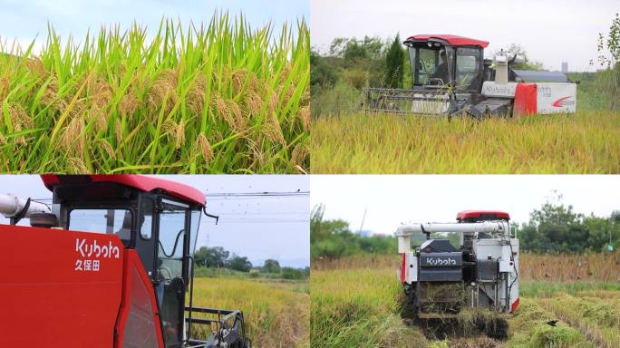 水稻成熟了收割机田间收割