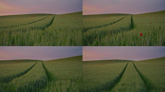 黄昏的痕迹:轮胎的痕迹蜿蜒穿过一个郁郁葱葱的麦田点缀着罂粟花在黄昏