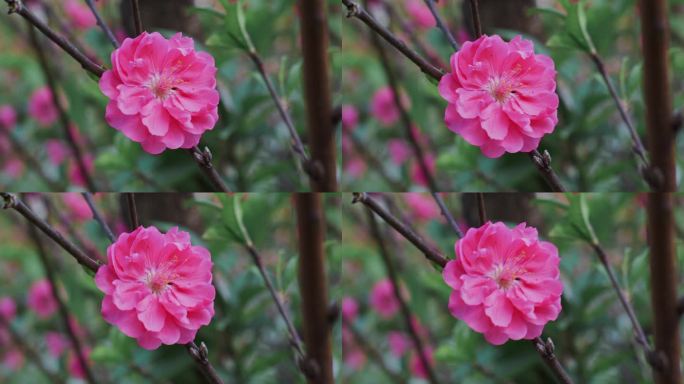 桃花花瓣花朵花开特写