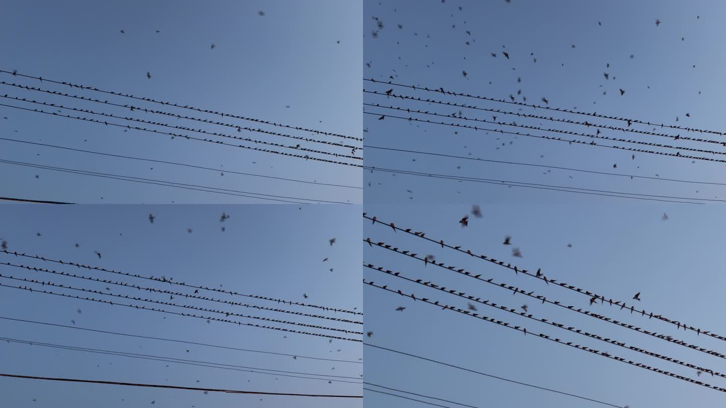 傍晚电线上成群的燕子飞来飞去飞鸟群鸟飞翔