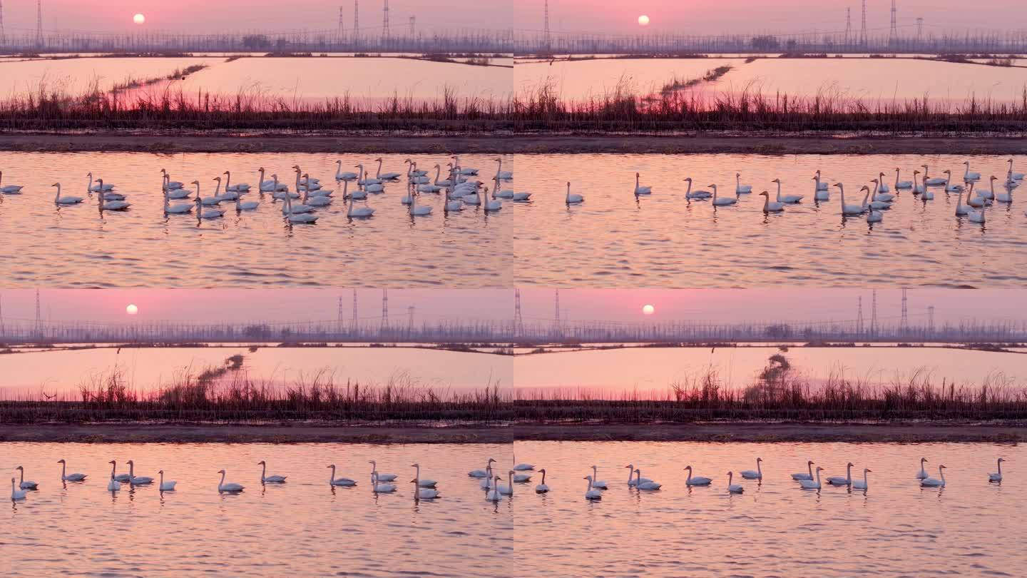 成群天鹅迁徙 天鹅湖夕阳余晖戏水航拍