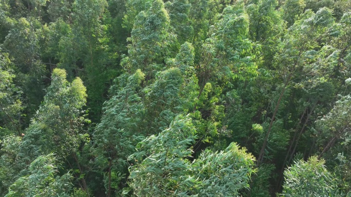 俯拍树林风吹树林大风吹森林树木摇摆树叶动