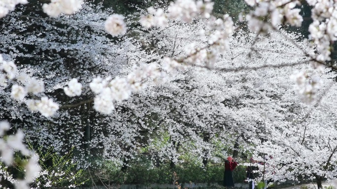 重庆南川：樱花绽放春意浓