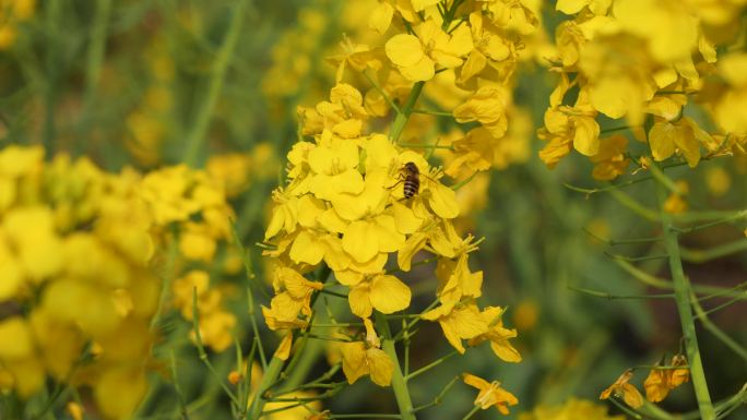 春天油菜花上蜜蜂采蜜视频素材