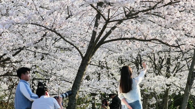 重庆南川：樱花绽放春意浓