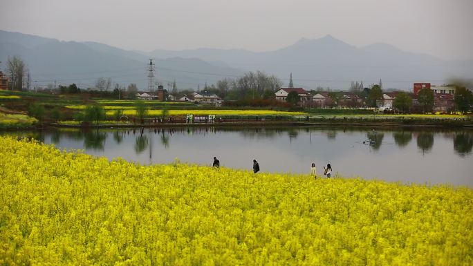 汉中的油菜花