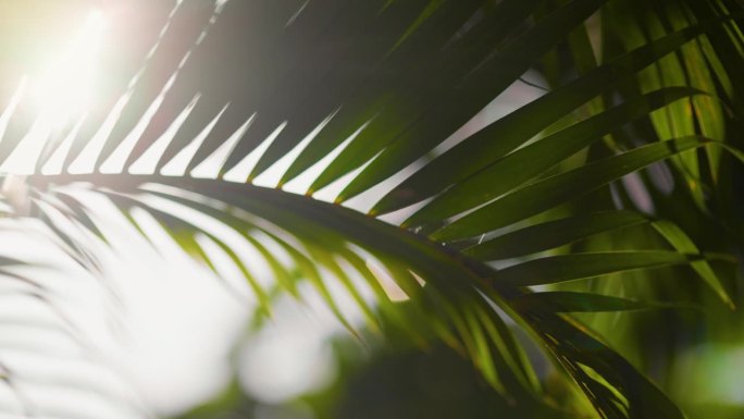 阳光透过随风摇曳的棕榈叶。浅景深拍摄的镜头光晕的绿色自然椰子树