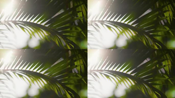 阳光透过随风摇曳的棕榈叶。浅景深拍摄的镜头光晕的绿色自然椰子树