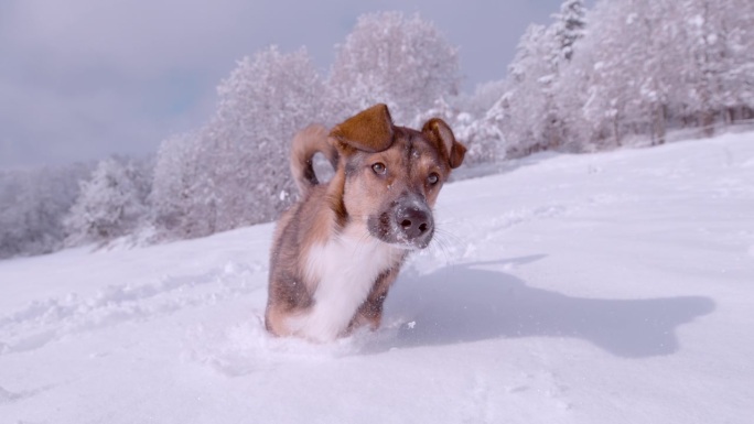 特写:顽皮的棕色牧羊犬在刚刚落下的雪中奔跑跳跃