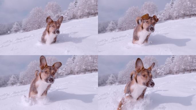 特写:顽皮的棕色牧羊犬在刚刚落下的雪中奔跑跳跃