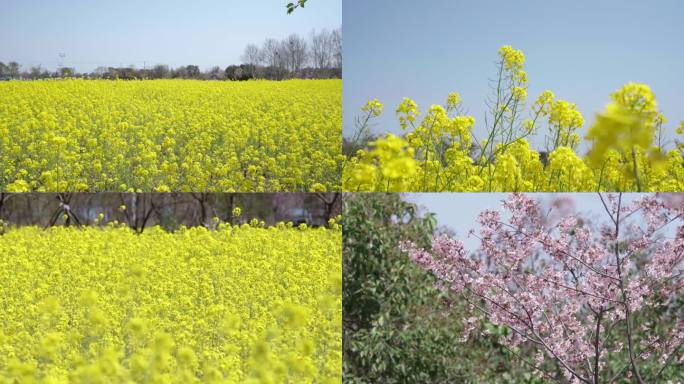 春天油菜花路边绿植绿化带