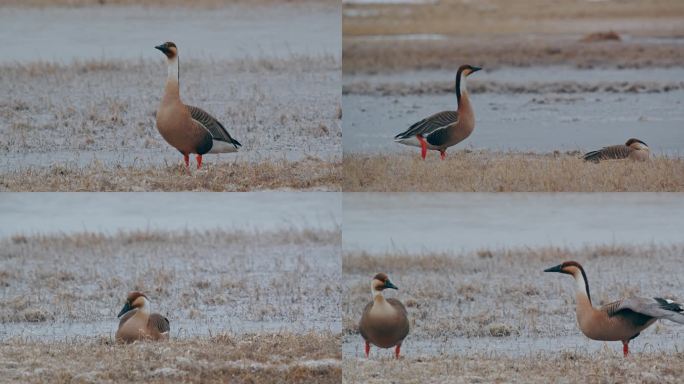 湿地野生鸟类——鸿雁01-雪中