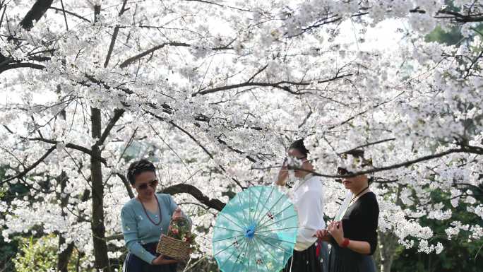 重庆南川：樱花绽放春意浓