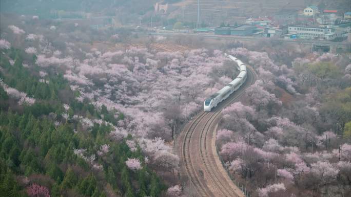 居庸关长城春天列车S2山桃杏花海铁路栈道