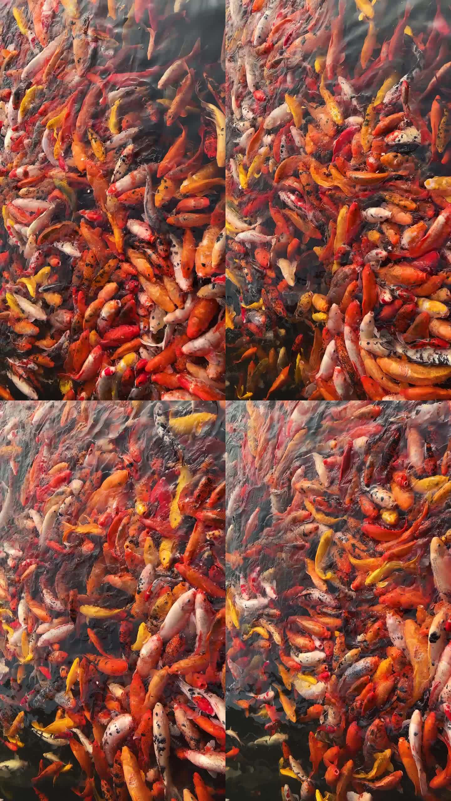 鱼塘红色锦鲤金鱼景观