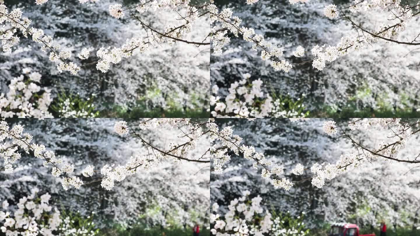 重庆南川：樱花绽放春意浓