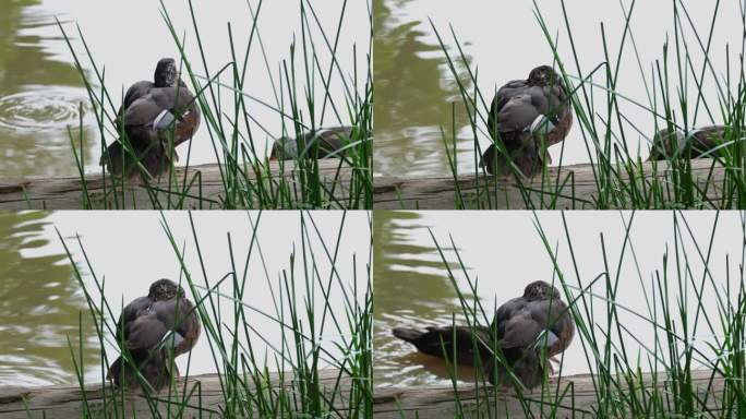 泰国，白翅鸭Asarcornis scuulata，在草丛后面，当另一只鸭子移动到左边和后面时，它正