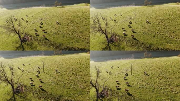 一群牛在美丽葱郁的青山上吃草
