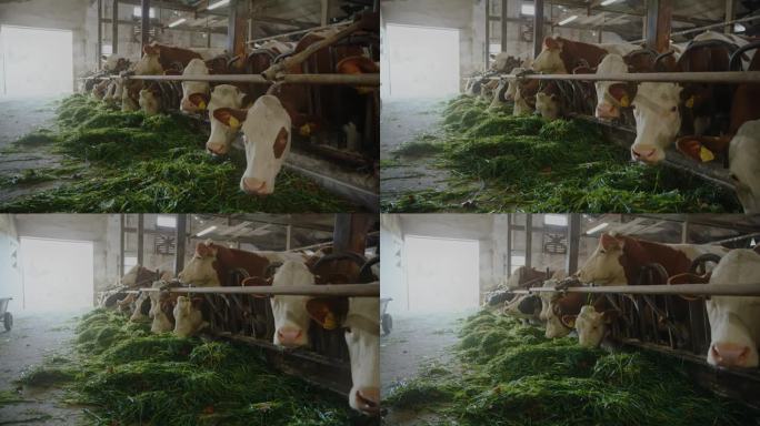 奶牛和牛在谷仓里，开心地吃着它们的食物
