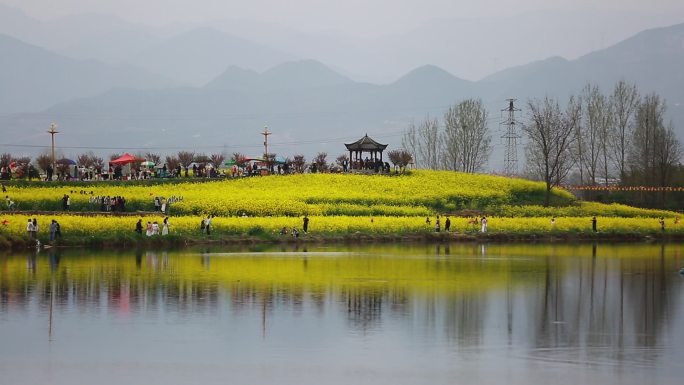 五颜六色的油菜花