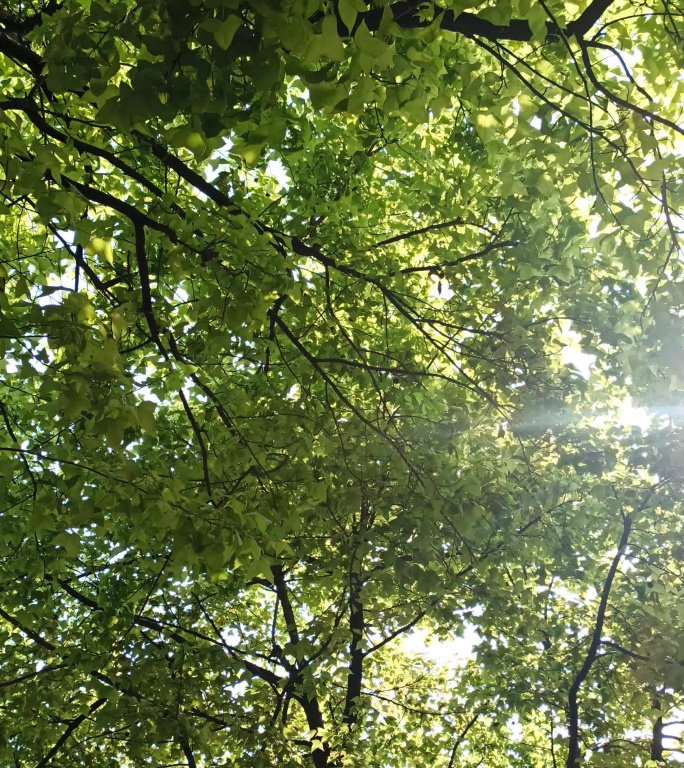 枫叶微风夏天的气息