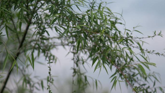 柳树柳条柳叶微风吹动