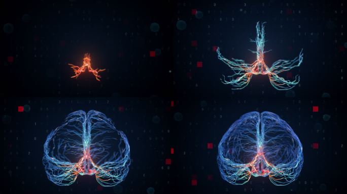 4K大脑神经元生长
