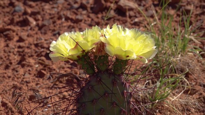 开花的仙人掌植物，在峡谷地国家公园的仙人掌黄花