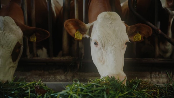 耳朵贴着标签的牛在牧场上吃草