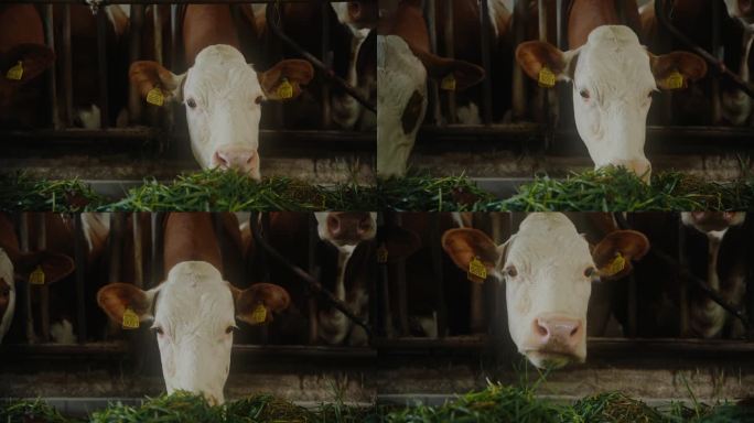 耳朵贴着标签的牛在牧场上吃草