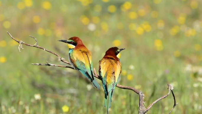 两只欧洲食蜂鸟栖息在树枝上。