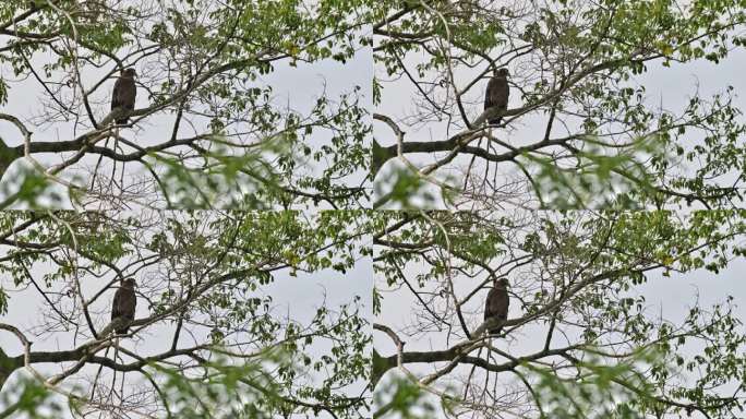在这棵树的树枝中向右看，冠蛇鹰，泰国