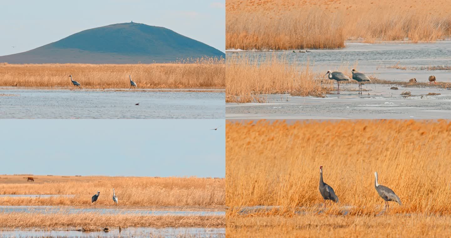 湿地常见野生鸟类——白枕鹤02